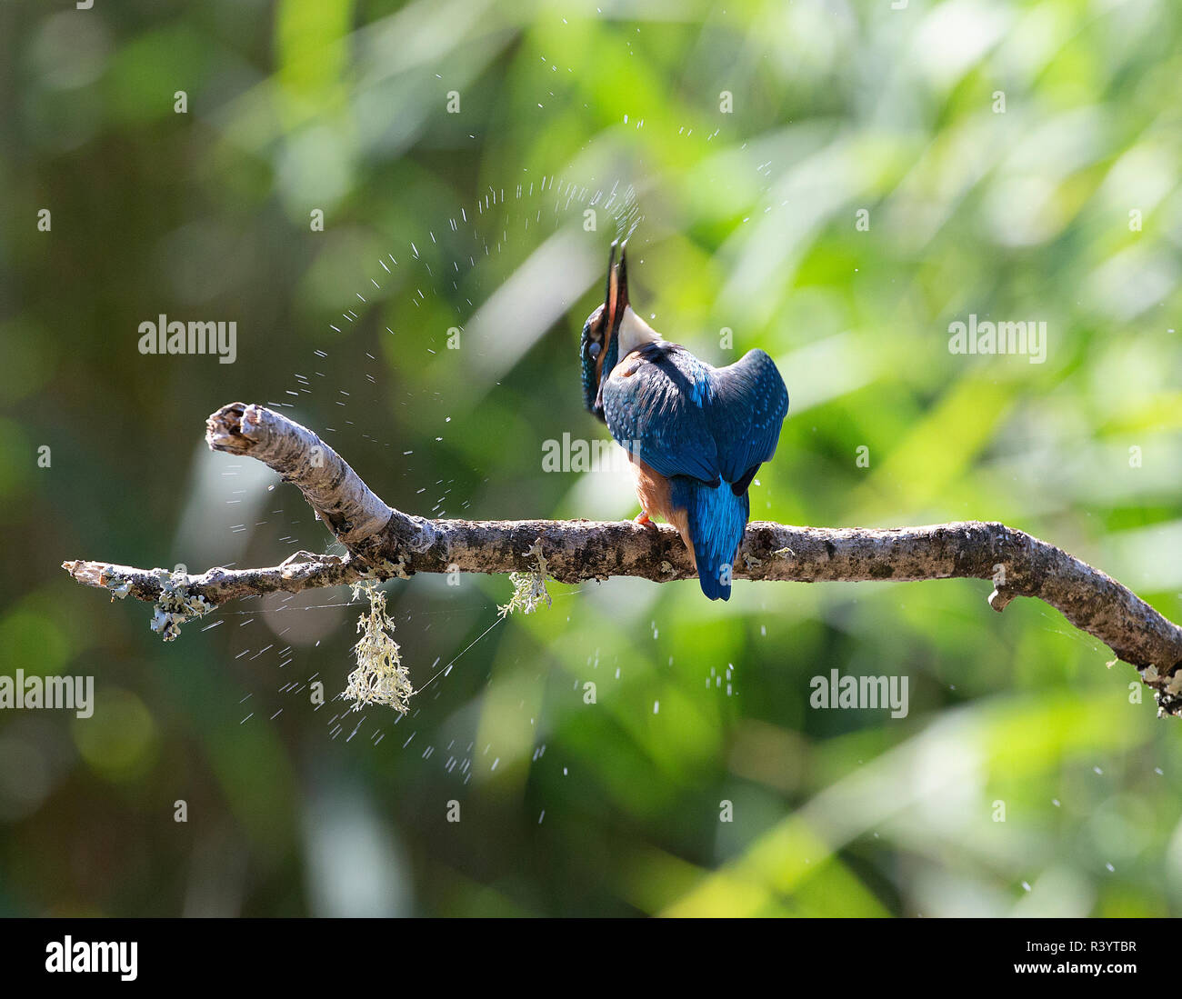 Kingfisher commun assis sur une branche se secouant de ses factures Banque D'Images