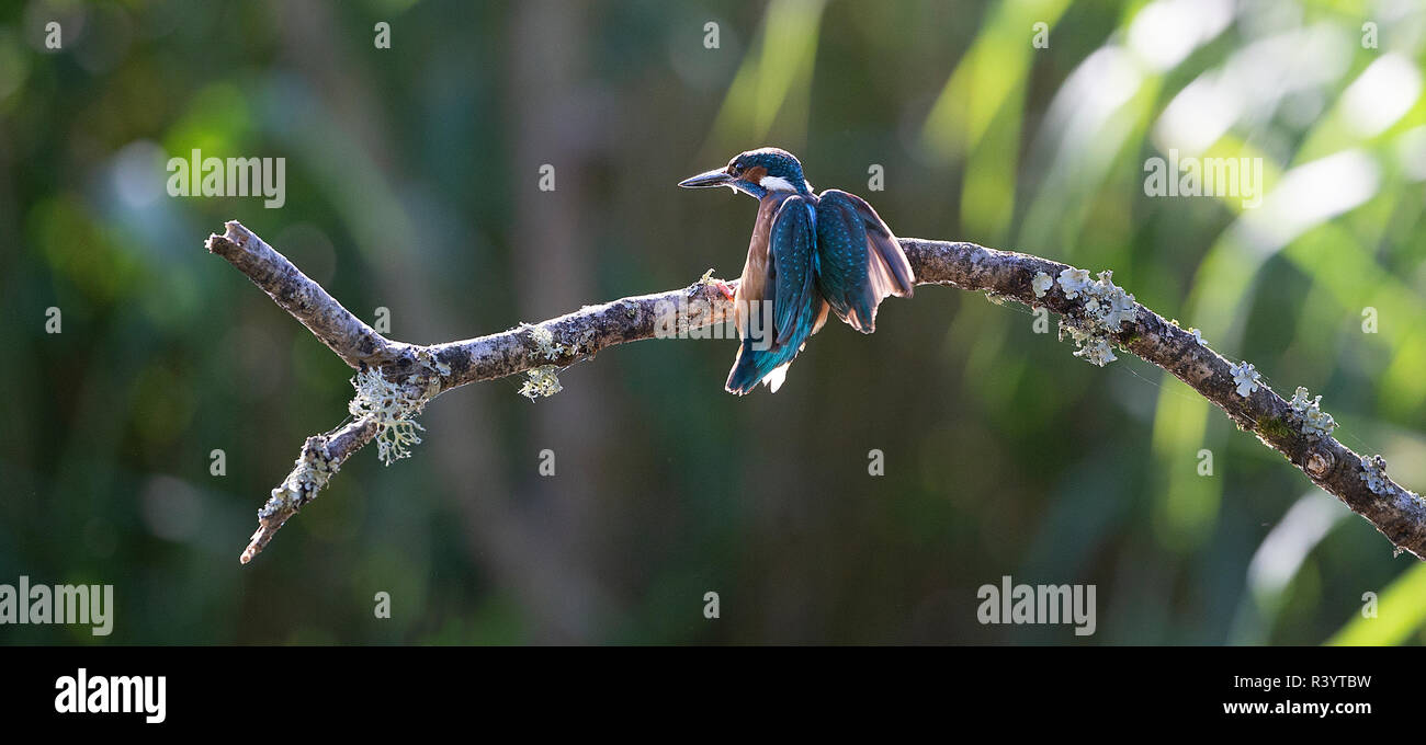 Kingfisher commun à l'atterrissage sur une branche et de ses ailes déployées, rétroéclairé Banque D'Images