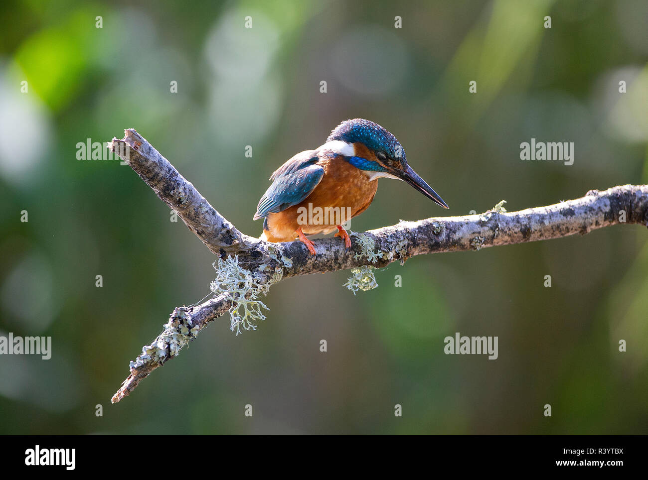 Kingfisher commun assis sur une branche à la recherche de poisson Banque D'Images