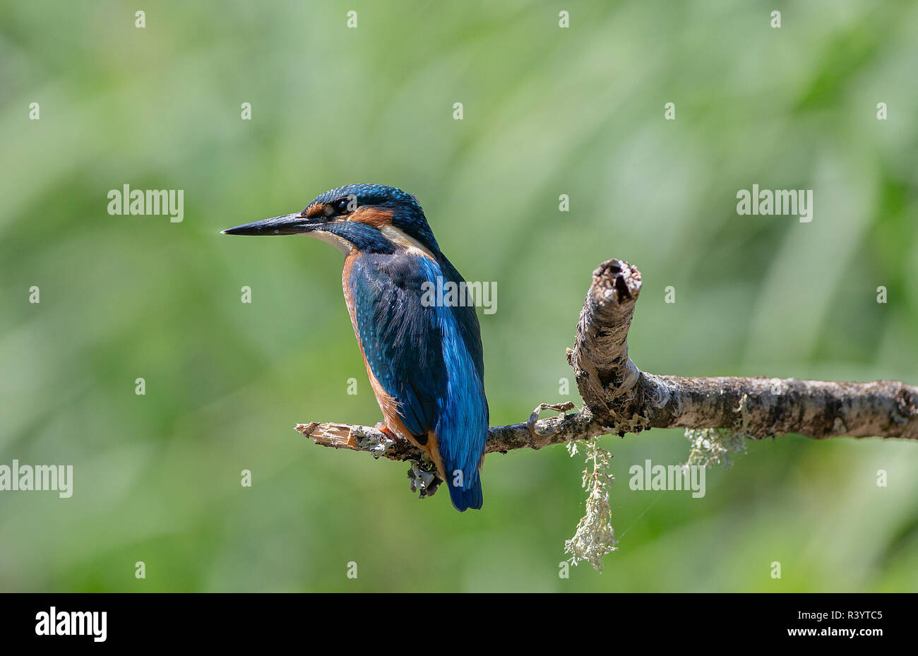 Kingfisher commun assis sur une branche Banque D'Images