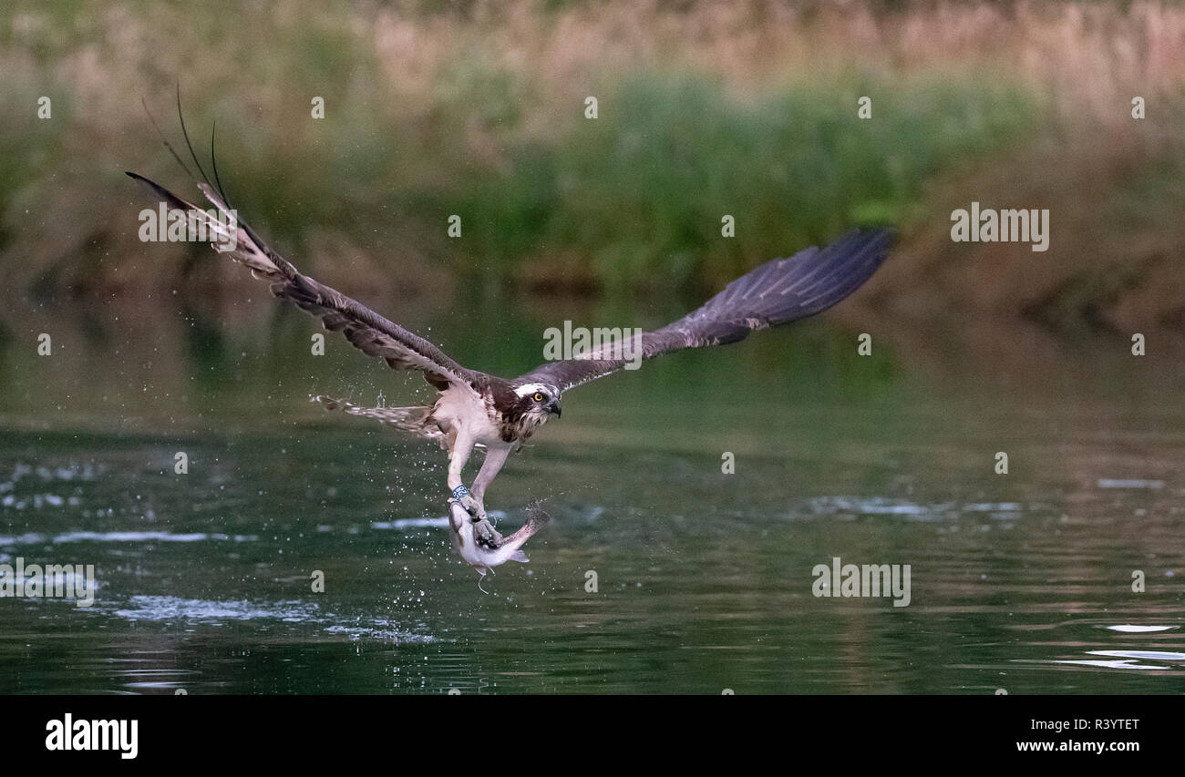 Balbuzard pêcheur (Pandion haliaetus) en vol avec une truite dans ses serres Banque D'Images