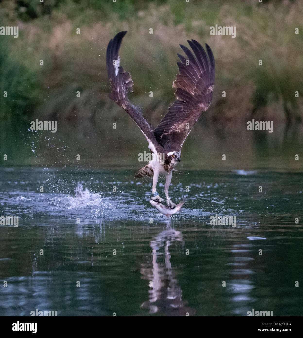 Balbuzard pêcheur (Pandion haliaetus) en vol avec une truite dans ses serres Banque D'Images