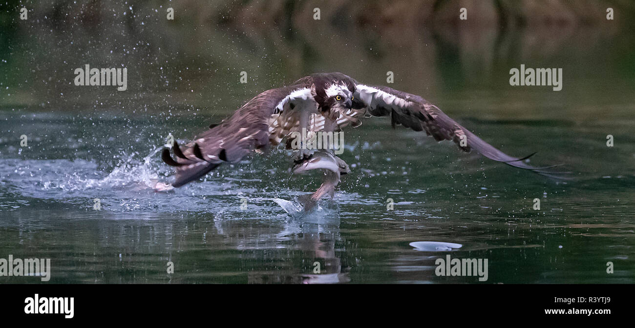 Balbuzard pêcheur (Pandion haliaetus) en vol avec une truite dans ses serres Banque D'Images