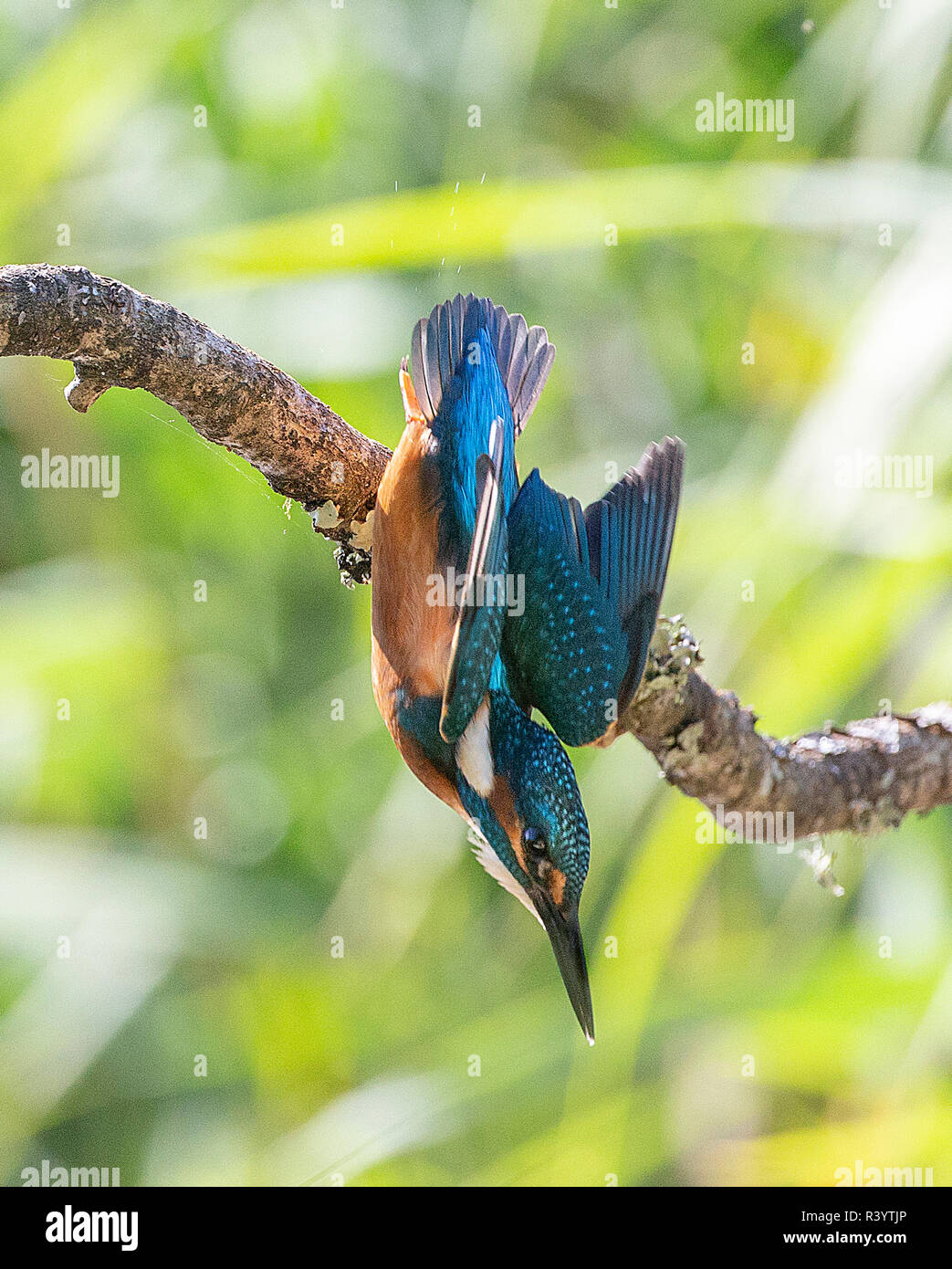 Kingfisher commun vient juste de partir d'un perchoir à plonger pour un poisson Banque D'Images