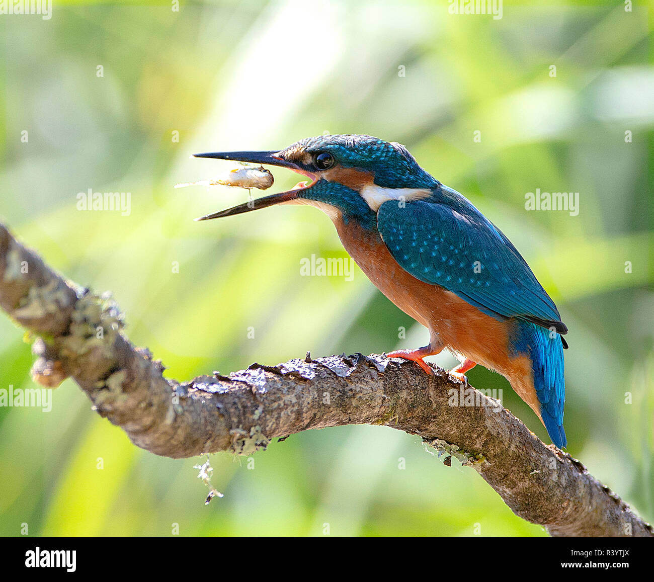 Kingfisher commun assis sur une branche avec un poisson qui se profile entre ses factures Banque D'Images