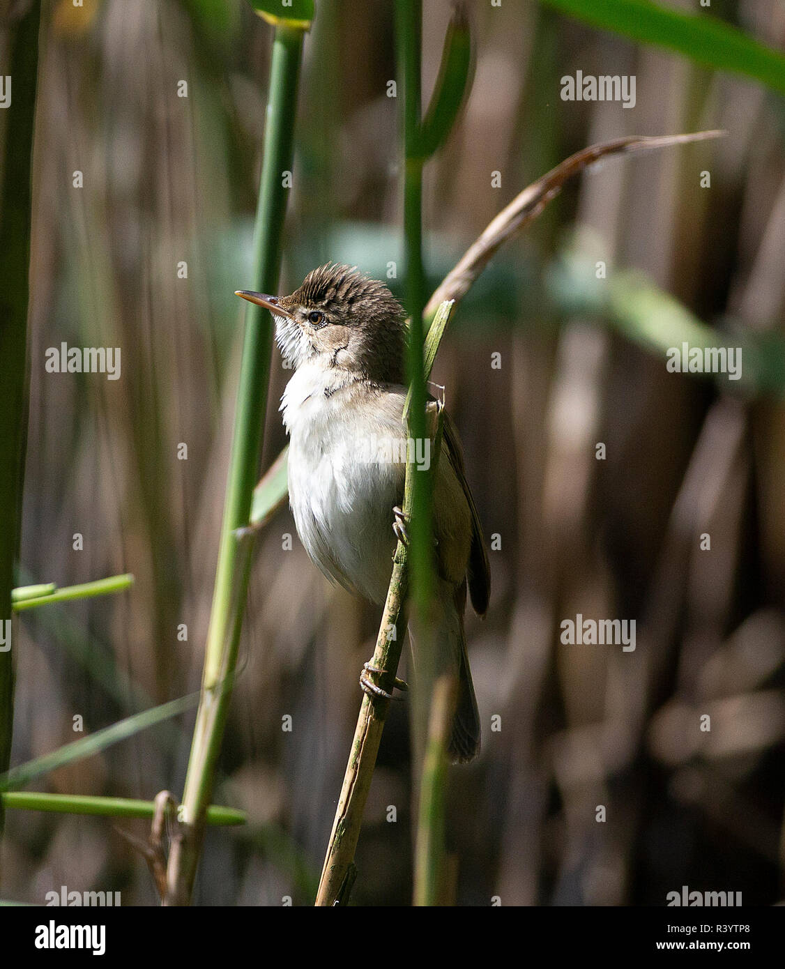 Eurasian Reed Warbler (Acrocephalus scirpaceus) perché sur le flanc d'un habitat typique de reed Banque D'Images