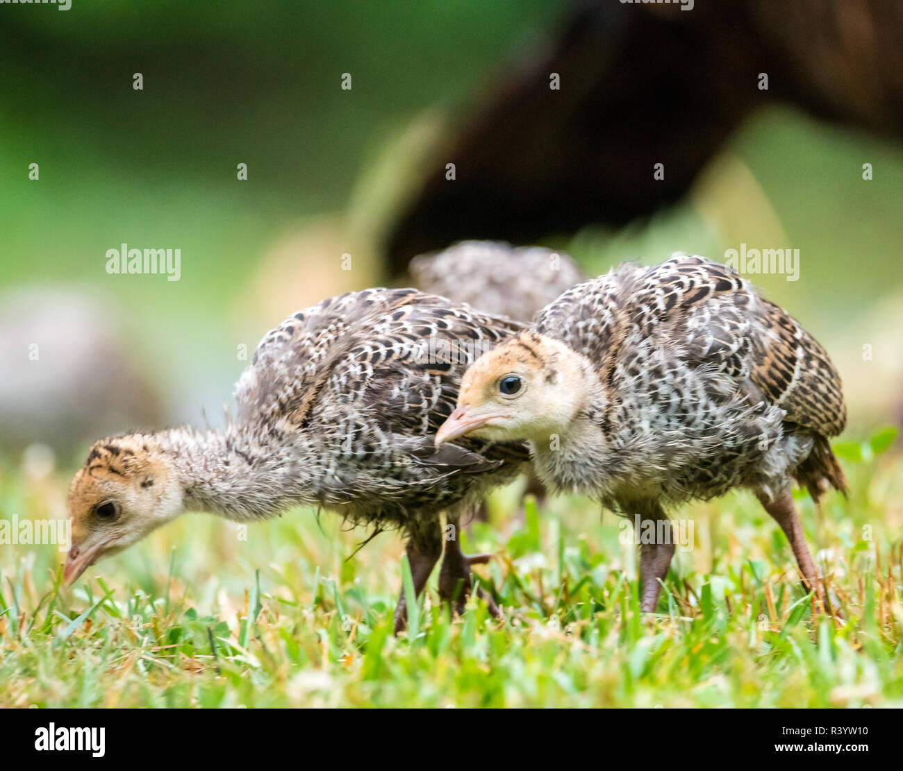 Les Dindes De Bebe Photo Stock Alamy