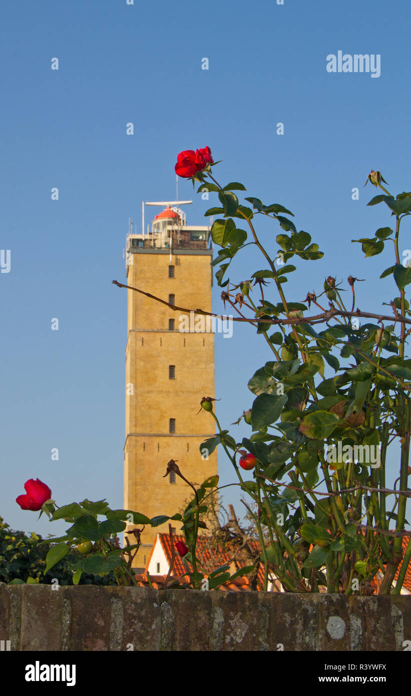 Roses rouges dans un jardin, à l'arrière-plan l'ancien phare historique sur l'île néerlandaise de Brandaris Terschelling dans la mer des Wadden Banque D'Images