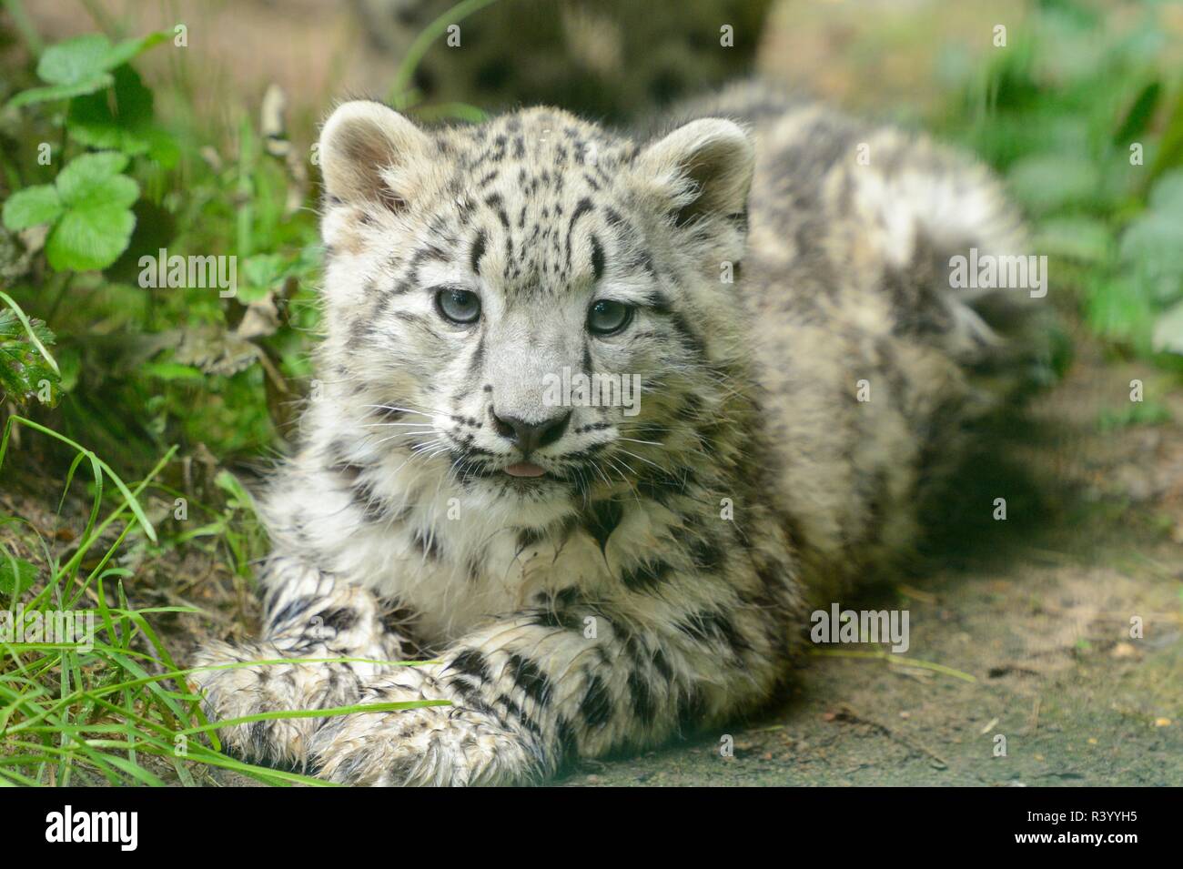 Leopard Des Neiges Bebe Banque D Image Et Photos Alamy