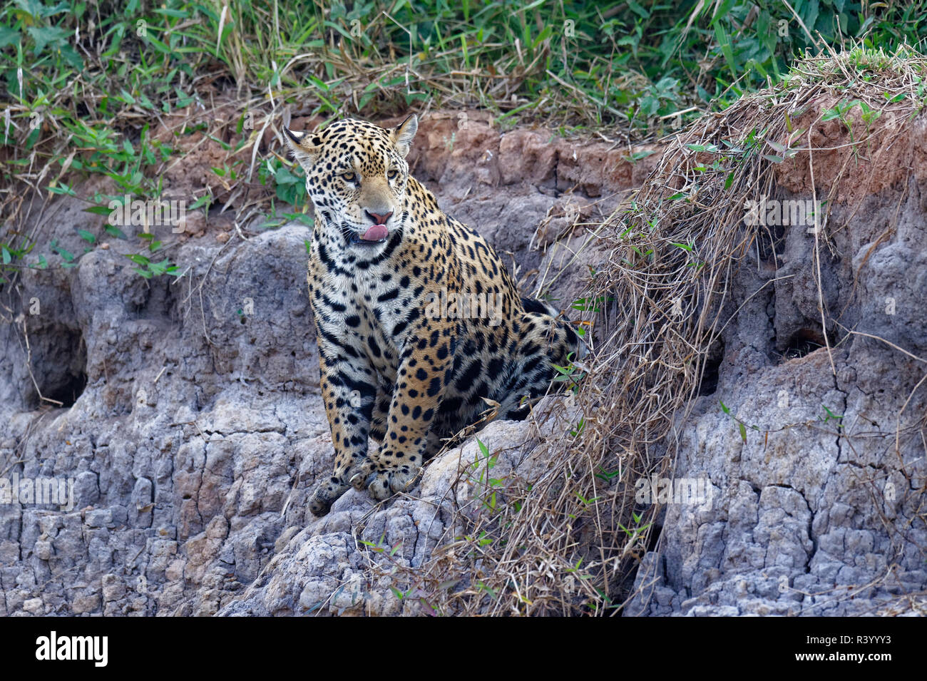 Les jeunes Jaguar (Panthera onca) assis sur une berge, Cuiaba river, Pantanal, Mato Grosso, Brésil Banque D'Images