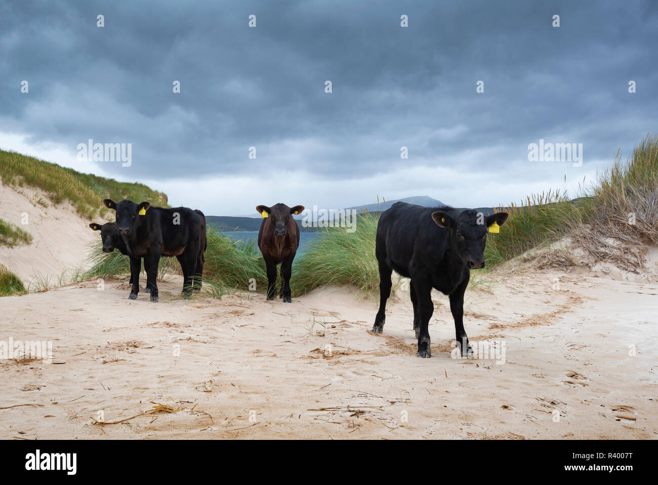 Les jeunes bovins Angus Aberdeen en position paysage de dunes au cap de Balnakeil, Durness, Caithness, Sutherland et Easter Ross Banque D'Images
