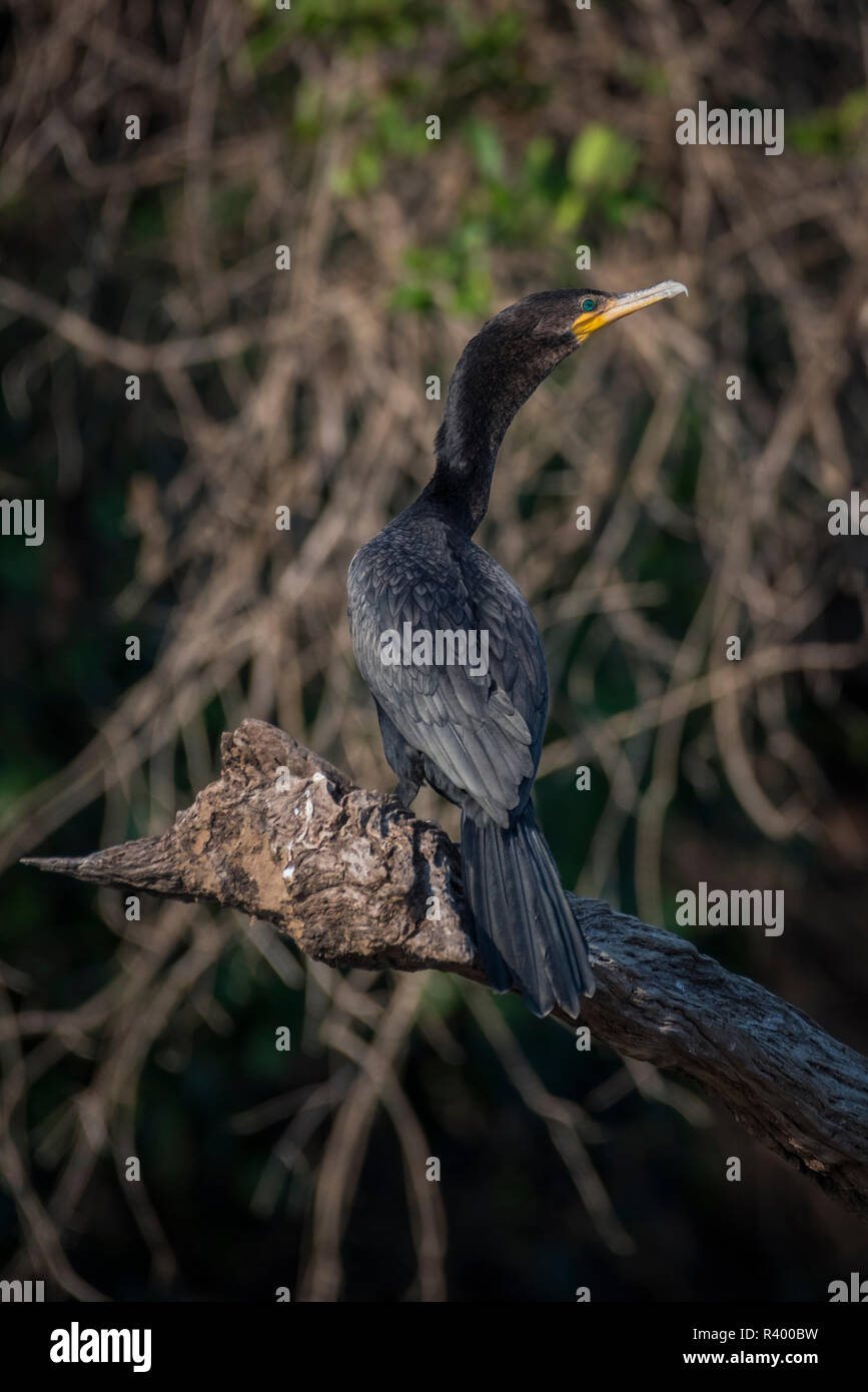 Olivaceous cormorant (Phalacrocorax brasilianus) sur le bois mort, Pantanal, Mato Grosso do Sul, Brésil Banque D'Images