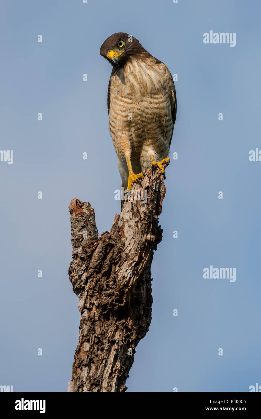 Roadside hawk (Rupornis magnirostris) se trouve sur le bois mort, des profils en attente, Pantanal, Mato Grosso, Brésil Banque D'Images