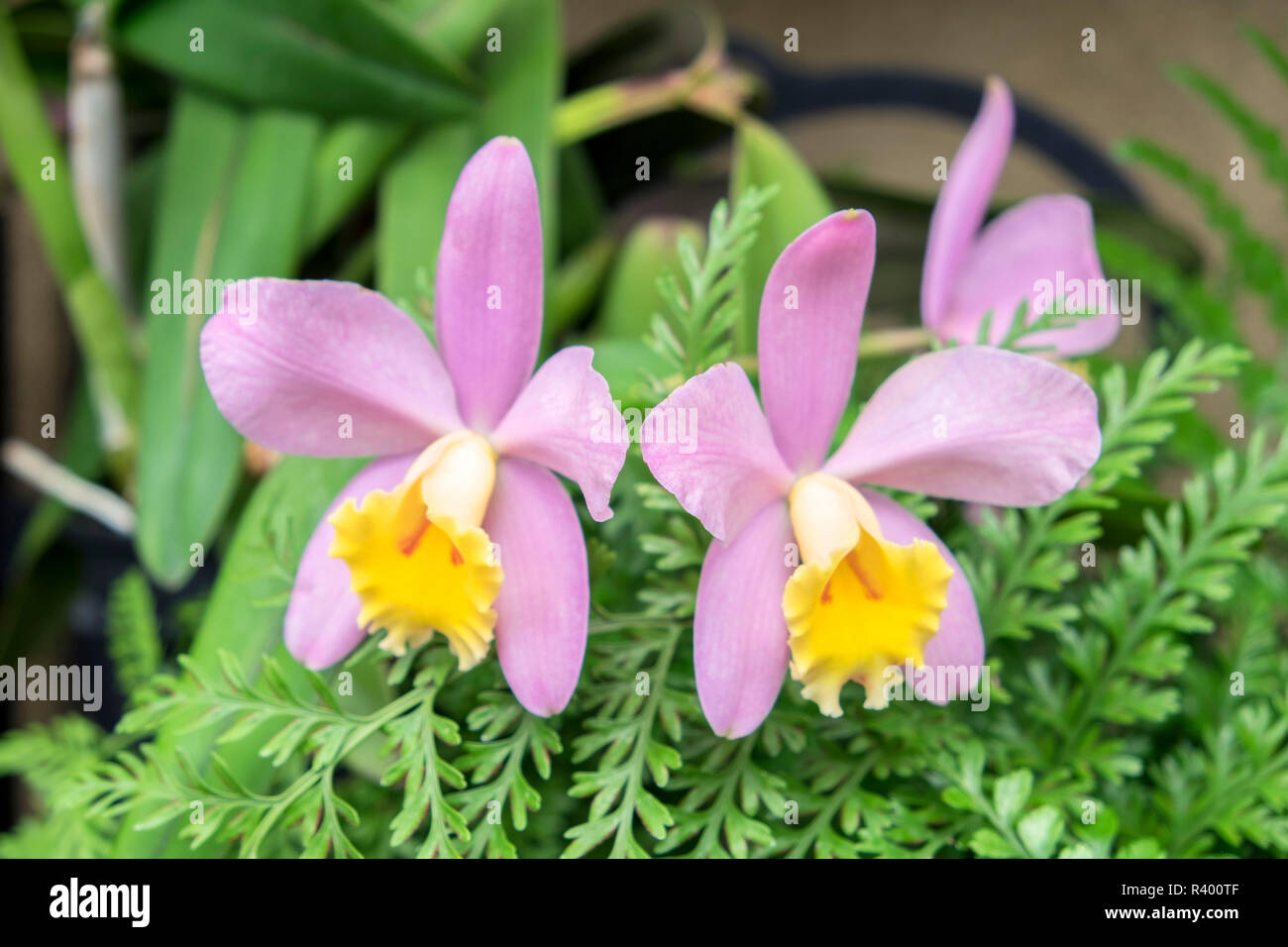 Orchidée rose, USA Banque D'Images