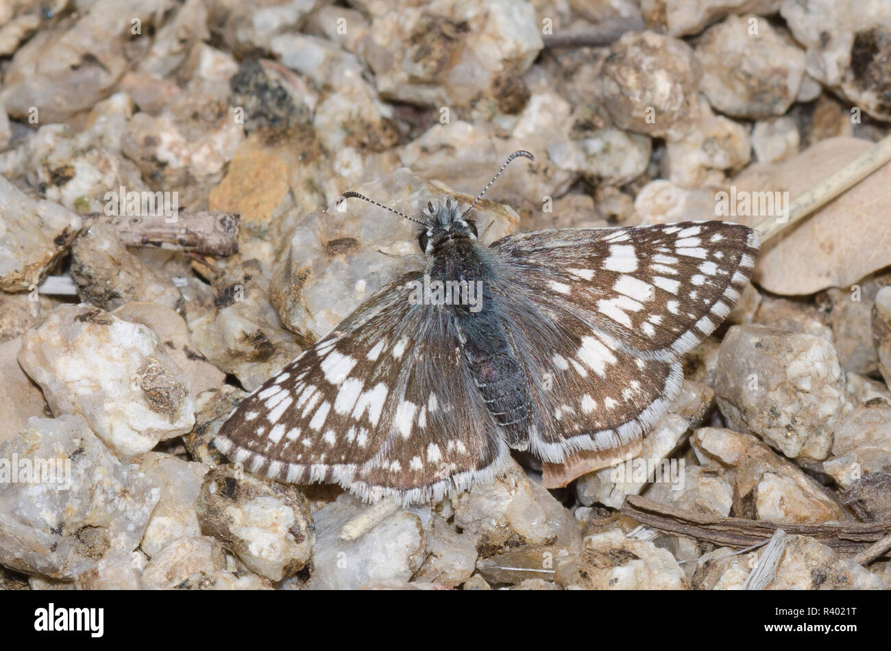 Common Checkered-Skipper, Burnsius communis, femelle Banque D'Images