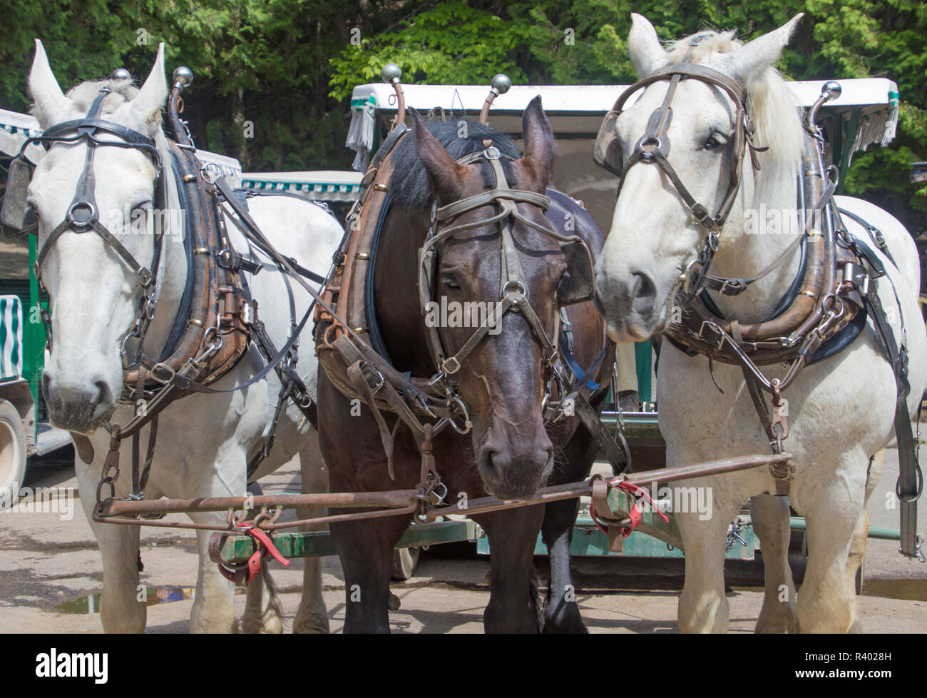 Les chevaux de travail sur l'île Mackinac Banque D'Images
