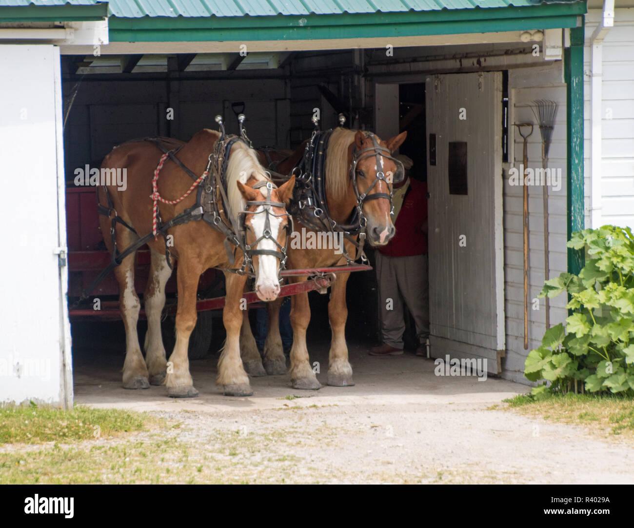Les chevaux de travail sur l'île Mackinac Banque D'Images