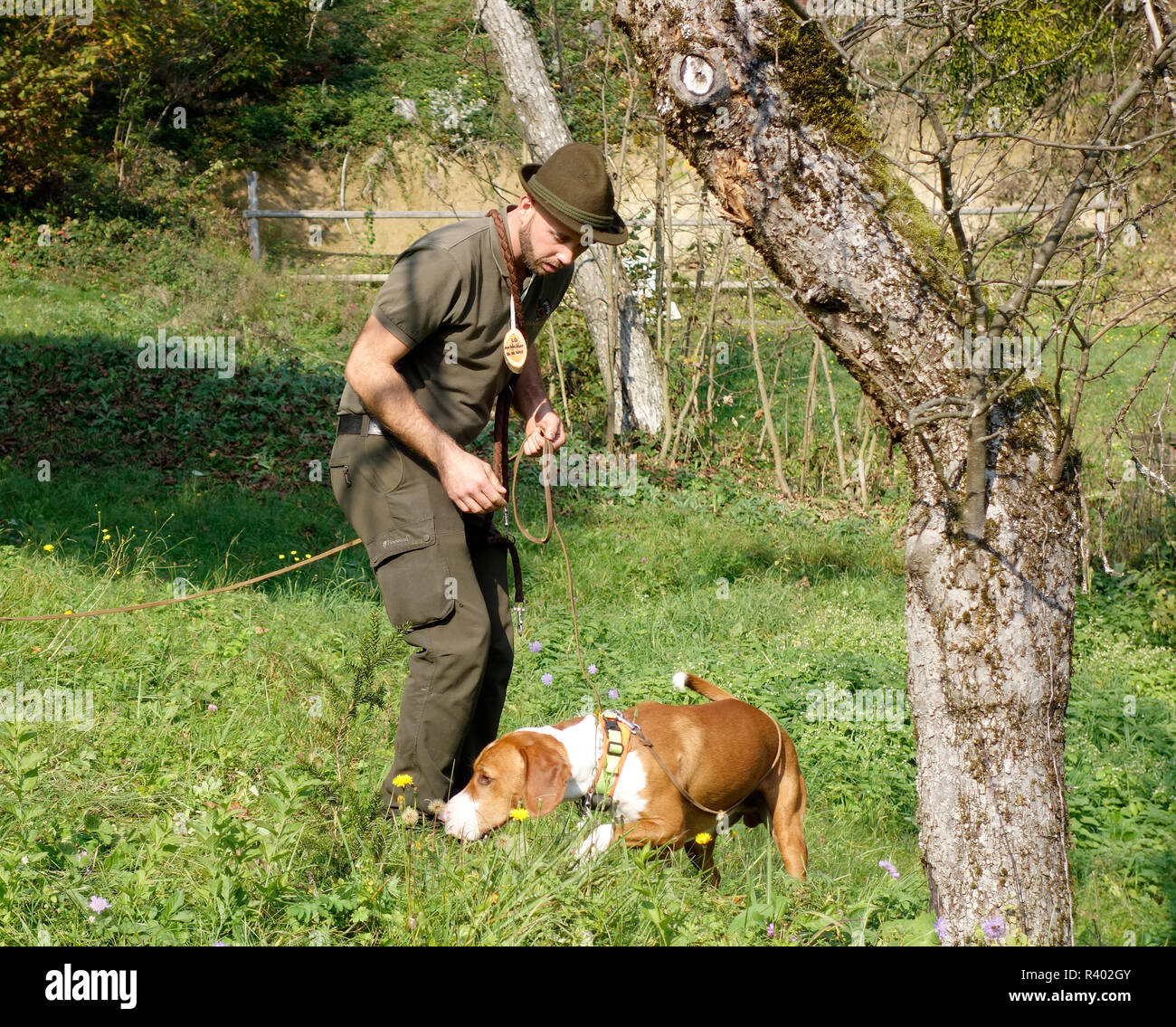 Un chasseur avec 'Posavac' Hound, un chien courant de la vallée de la Save en Croatie Banque D'Images