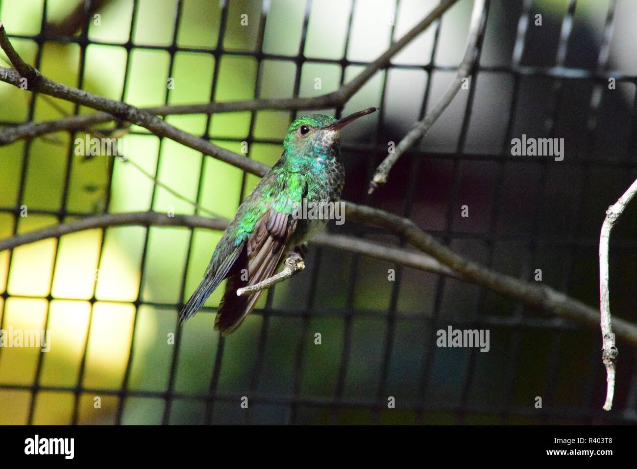 Colibri vert sur une branche Banque D'Images