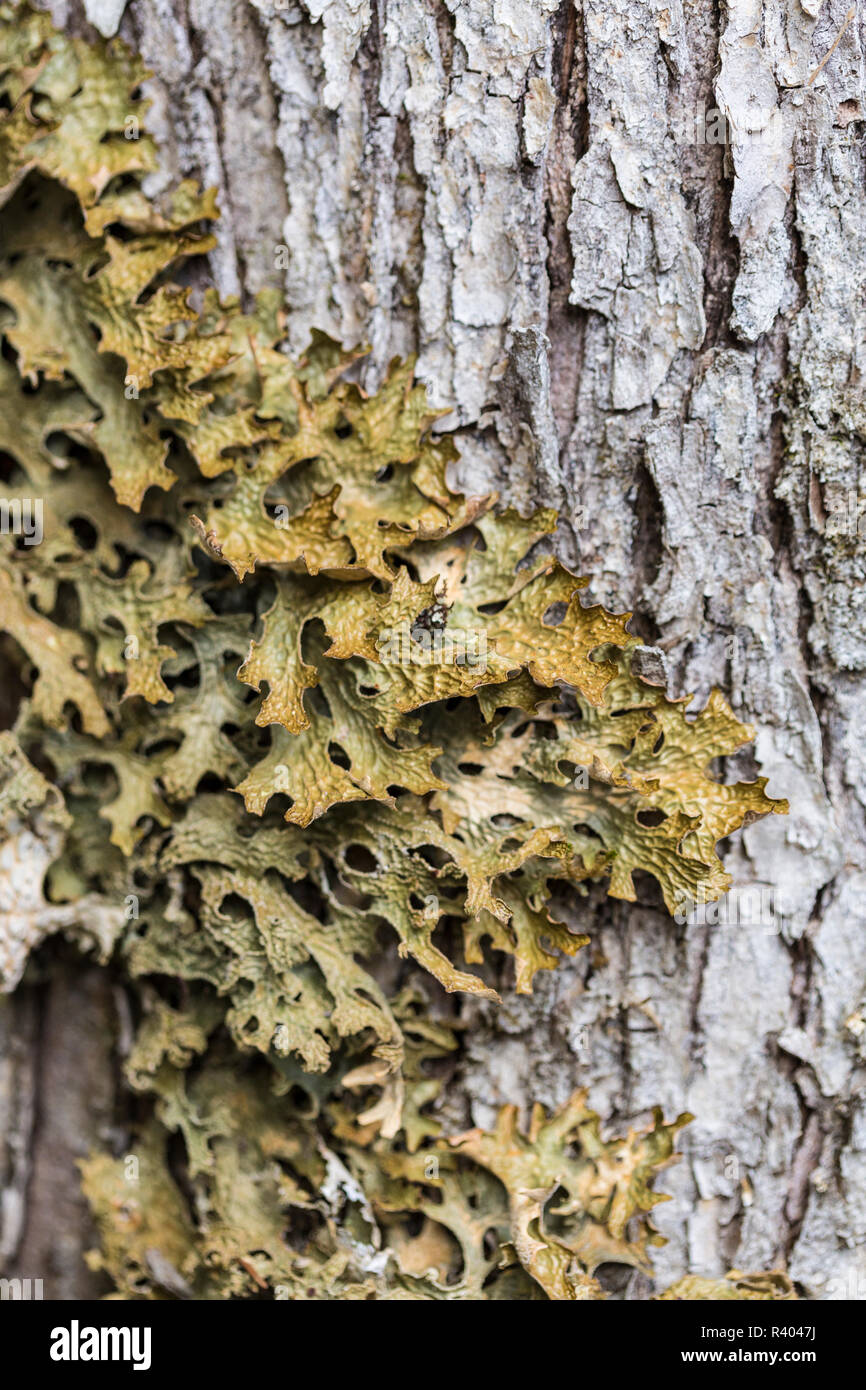 Un lichen, Lobaria pulmonaria, sur un arbre Plantation Reed, Reed, Maine. Banque D'Images