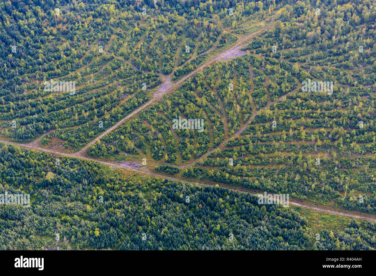 Vue aérienne de la forêt de plantation Reed Reed, dans le Maine. Banque D'Images