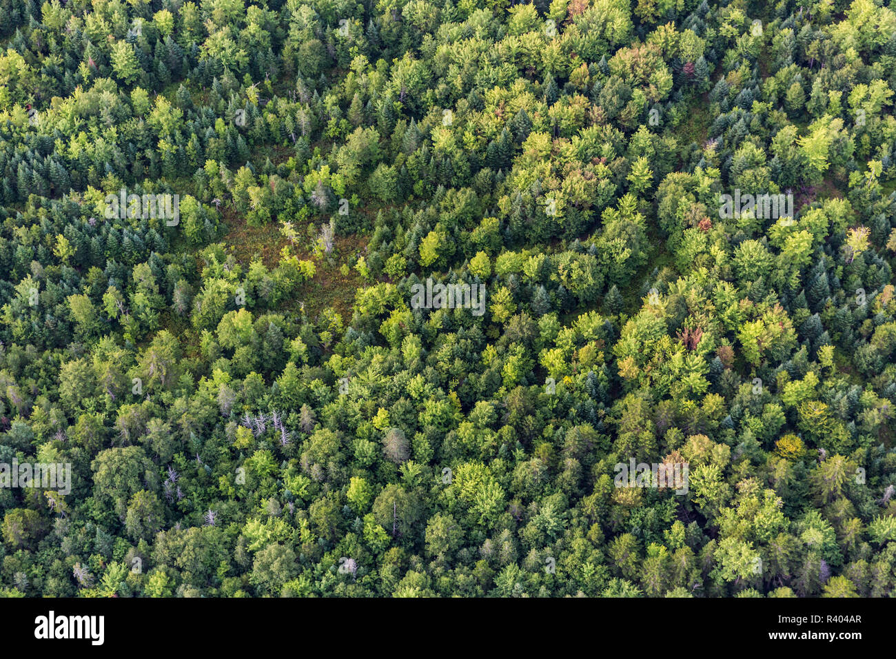Vue aérienne de la forêt de plantation Reed Reed, dans le Maine. Banque D'Images