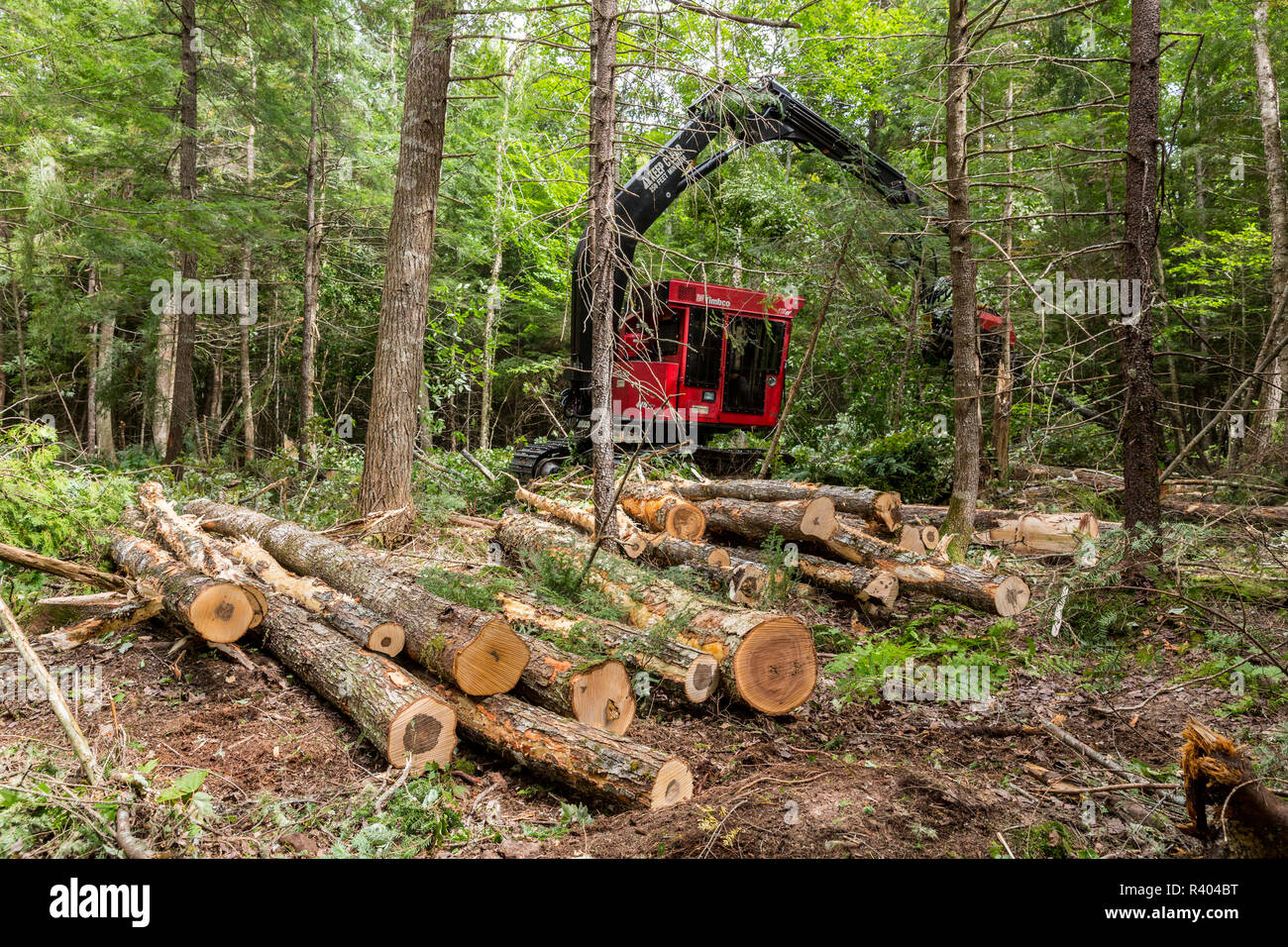 Journal de l'exploitation des arbres processeur Valmet, Reed Plantation, Reed, Maine. Banque D'Images