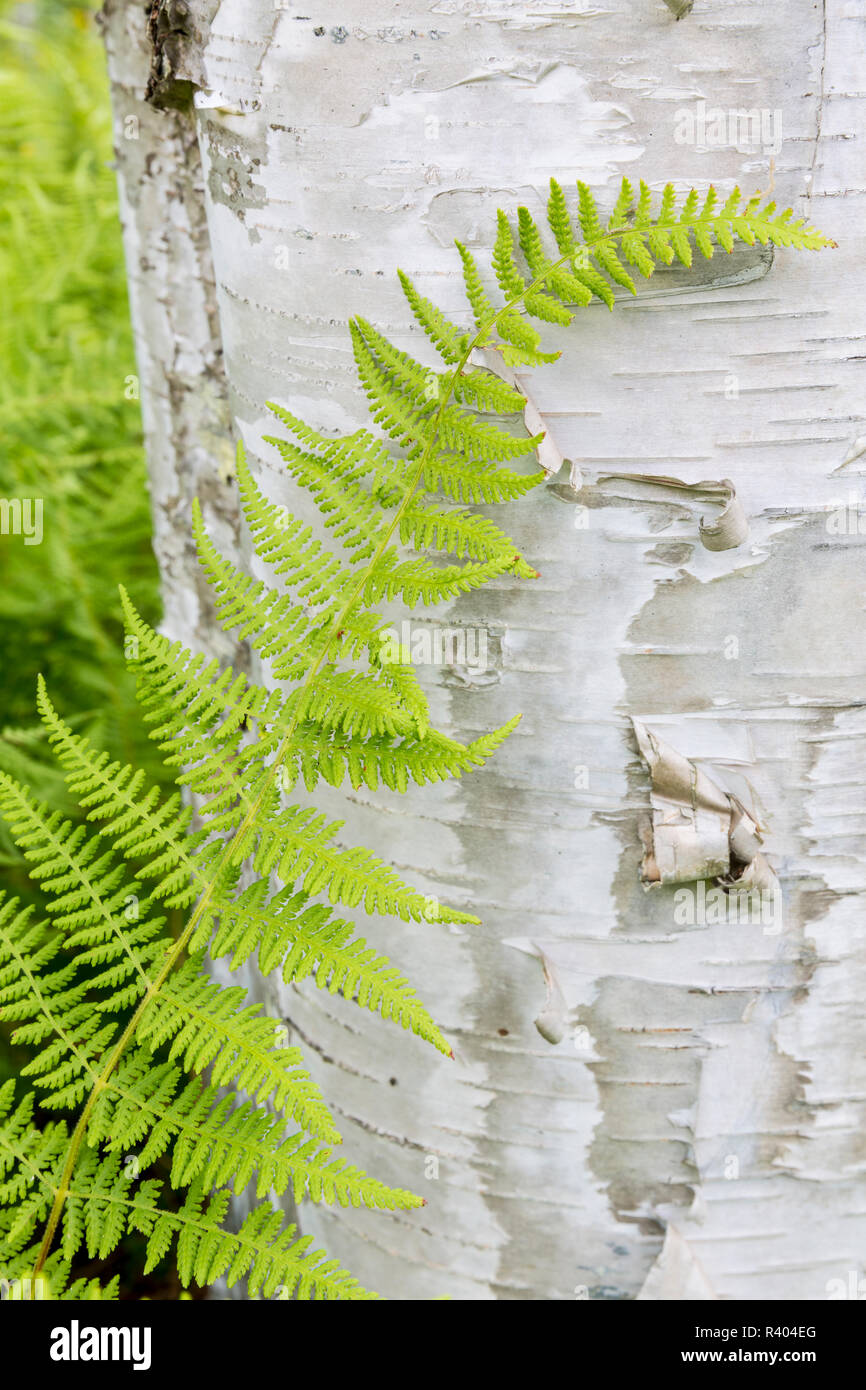 Fougères à côté d'un arbre du bouleau à papier (Betula papyrifera) Reed Plantation, Reed, Maine Banque D'Images