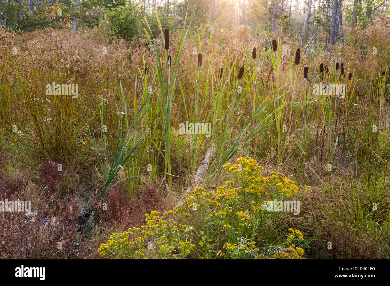 Les quenouilles poussent dans un endroit bas Reed Plantation, Reed, Maine. Banque D'Images