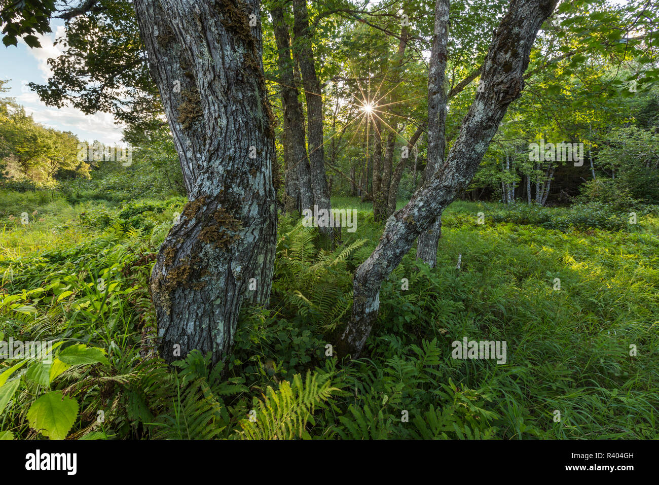 Les érables couverts de lichen dans une plaine inondable le long Wytipitlock Stream Reed Plantation, Reed, Maine. Banque D'Images
