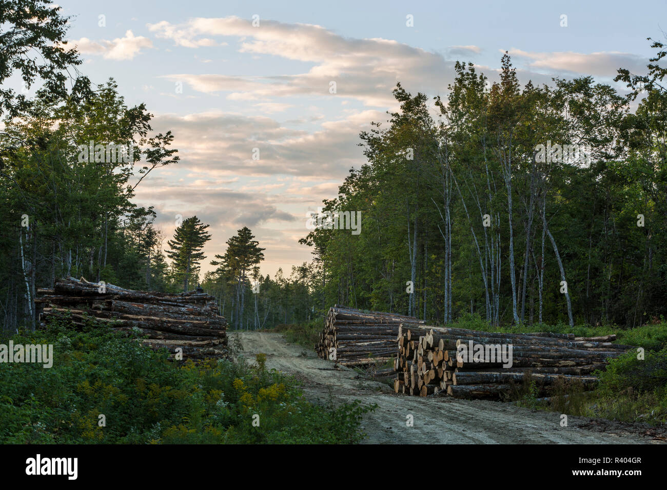 Journaux sur Plantation de Reed Reed, Maine. Banque D'Images