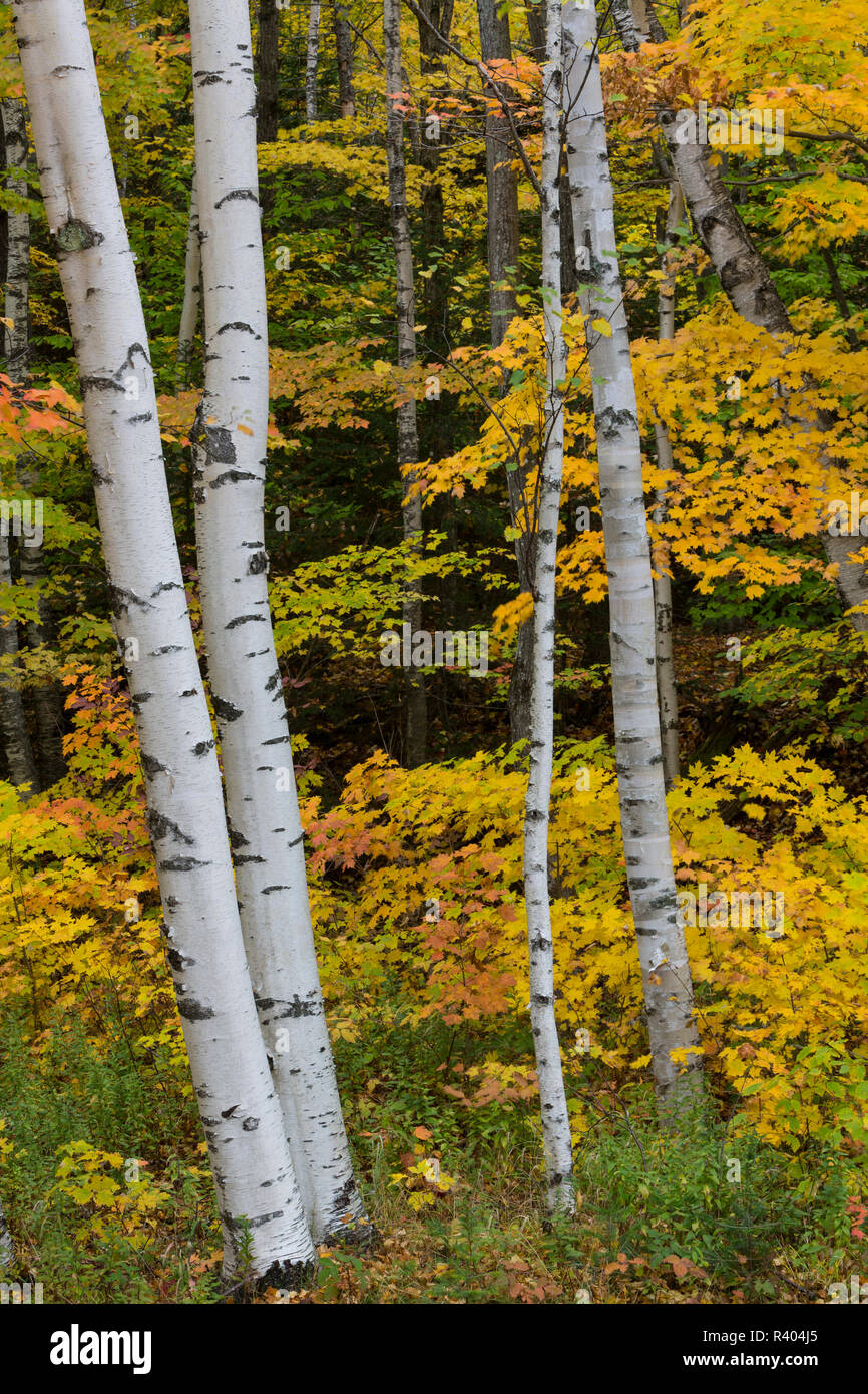 Le bouleau à papier Betula papyrifera, arbres, à l'automne dans la région de Grafton Notch State Park, dans le Maine. Banque D'Images