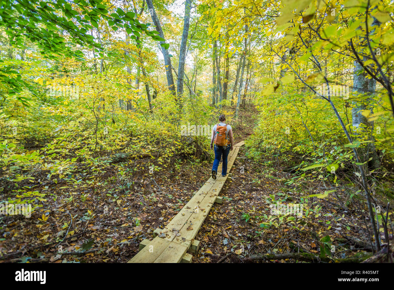 Jeune femme marche dans les bois à Marshfield, Massachusetts. Hoyt-Hall préserver. (MR) Banque D'Images
