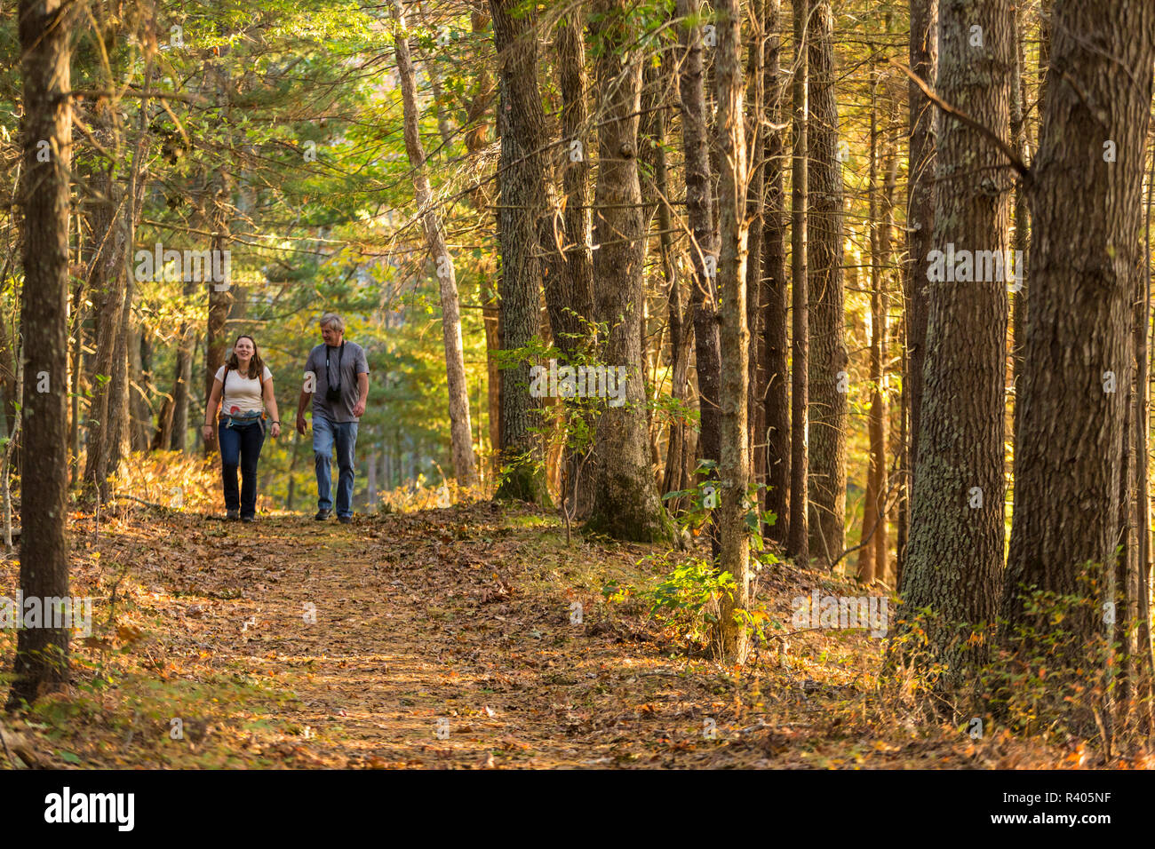 Les randonneurs sur un sentier forestier dans la région de Marshfield, Massachusetts. Hoyt-Hall préserver. (MR) Banque D'Images