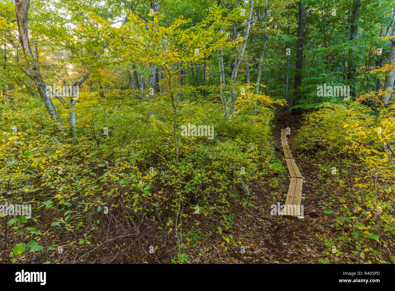 Un sentier dans une forêt à Marshfield, Massachusetts. Hoyt-Hall préserver. Banque D'Images