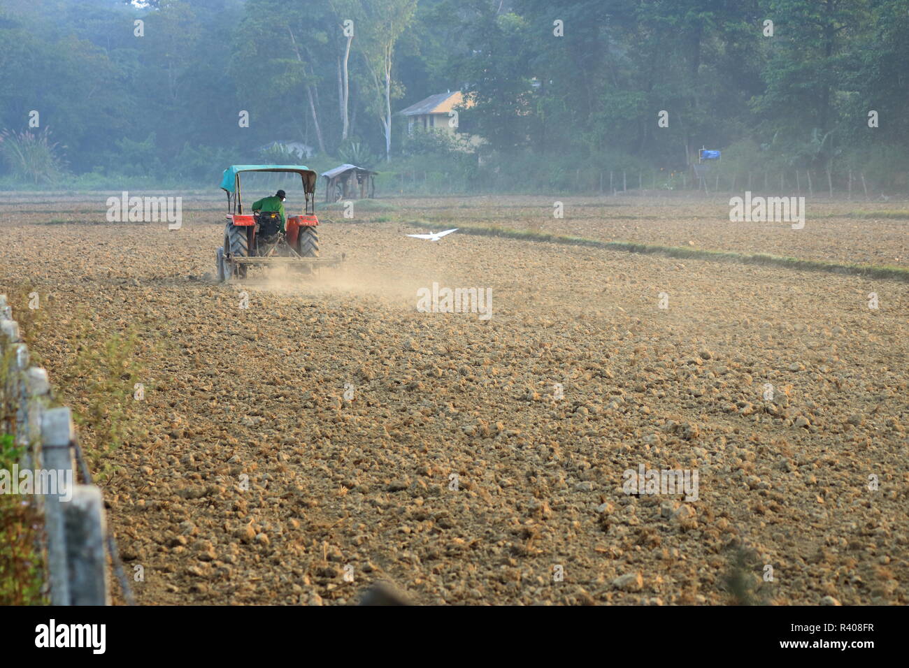 Le tracteur laboure un champ de riz, au Népal Banque D'Images