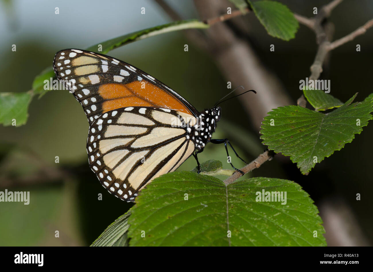Monarque, Danaus plexippus Banque D'Images