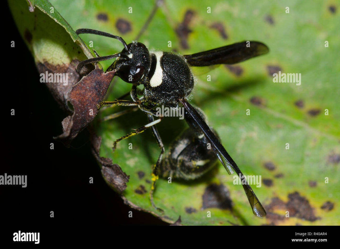 Potter, Eumène fraternus Wasp Banque D'Images