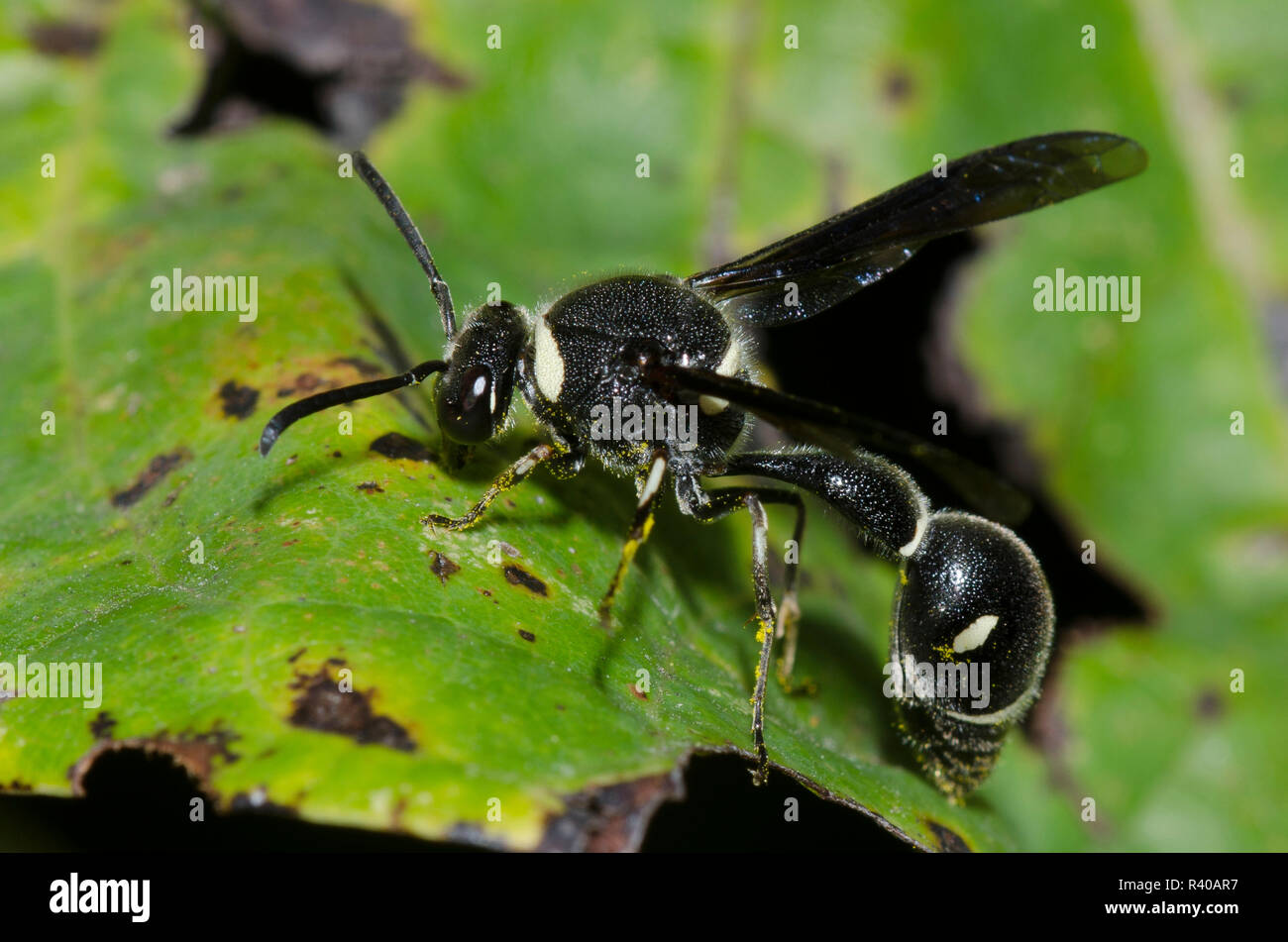 Potter, Eumène fraternus Wasp Banque D'Images