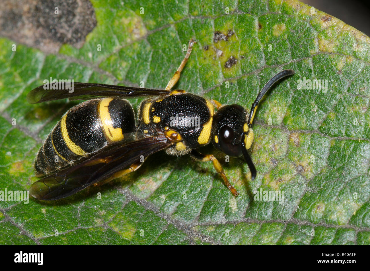 Potter, Euodynerus Guêpe sp. Banque D'Images