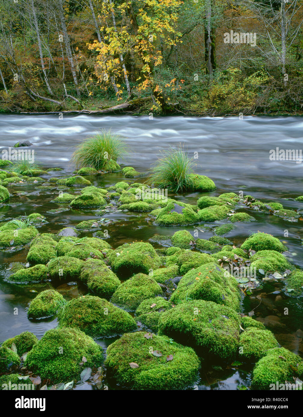 USA, Ohio, forêt nationale de Willamette, McKenzie River, rochers couverts de mousse et d'érable de couleur d'automne. Banque D'Images