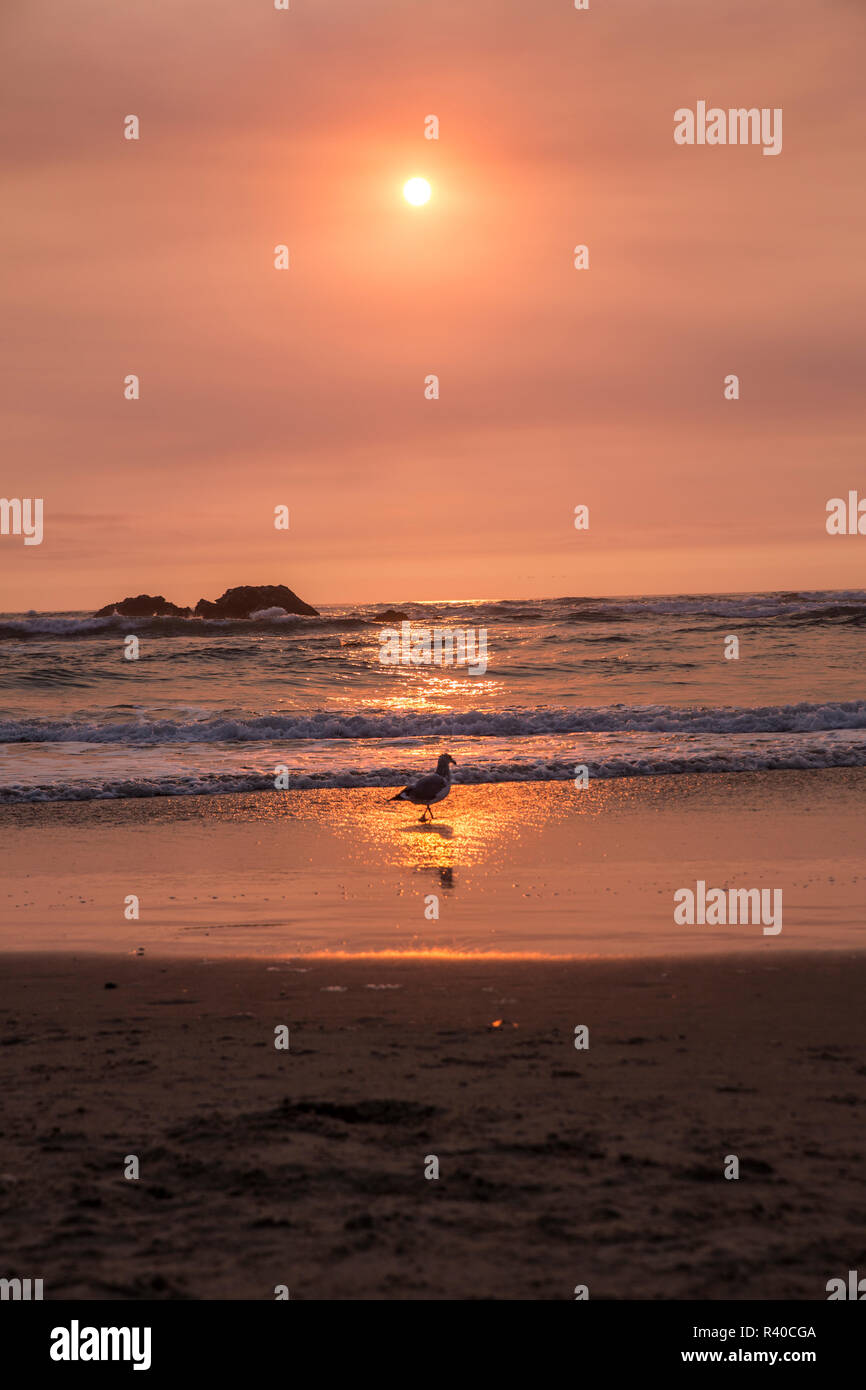 Cannon Beach, Oregon. Seagull marcher sur le sable humide au milieu de la place le coucher du soleil comme les vagues et surf en rouleau Banque D'Images