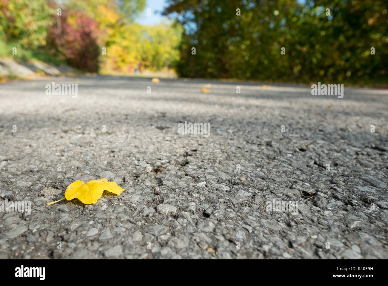 Des feuilles d'automne jaune sur une route Banque D'Images