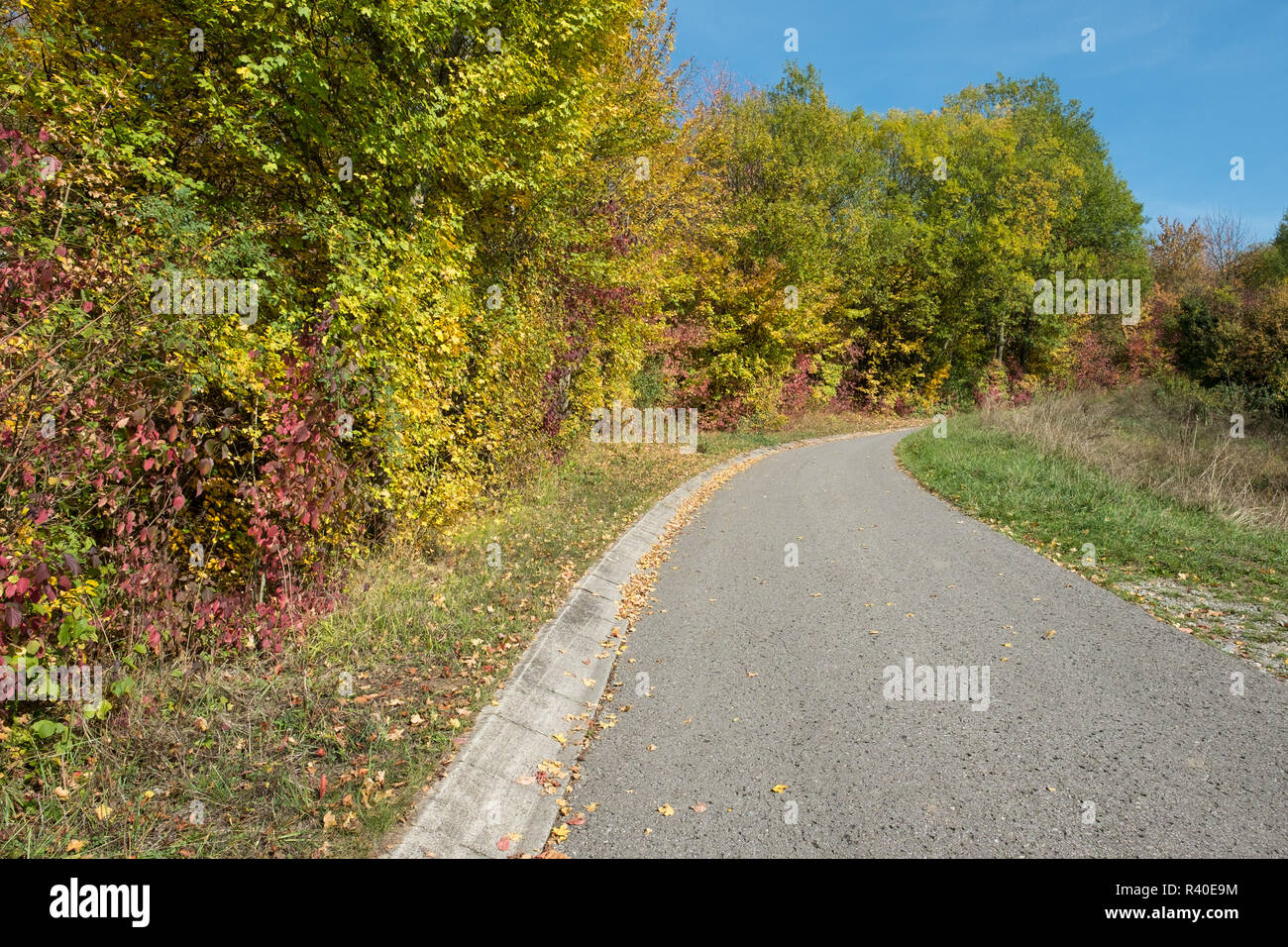 Chemin d'arbres en couleurs d'automne Banque D'Images