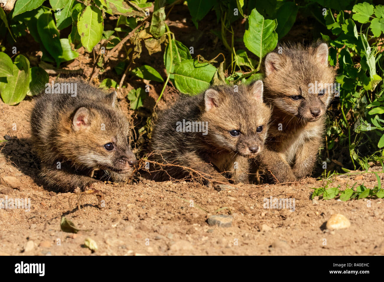 Bebe Renard Roux Vulpes Vulpes Minnesota Photo Stock Alamy