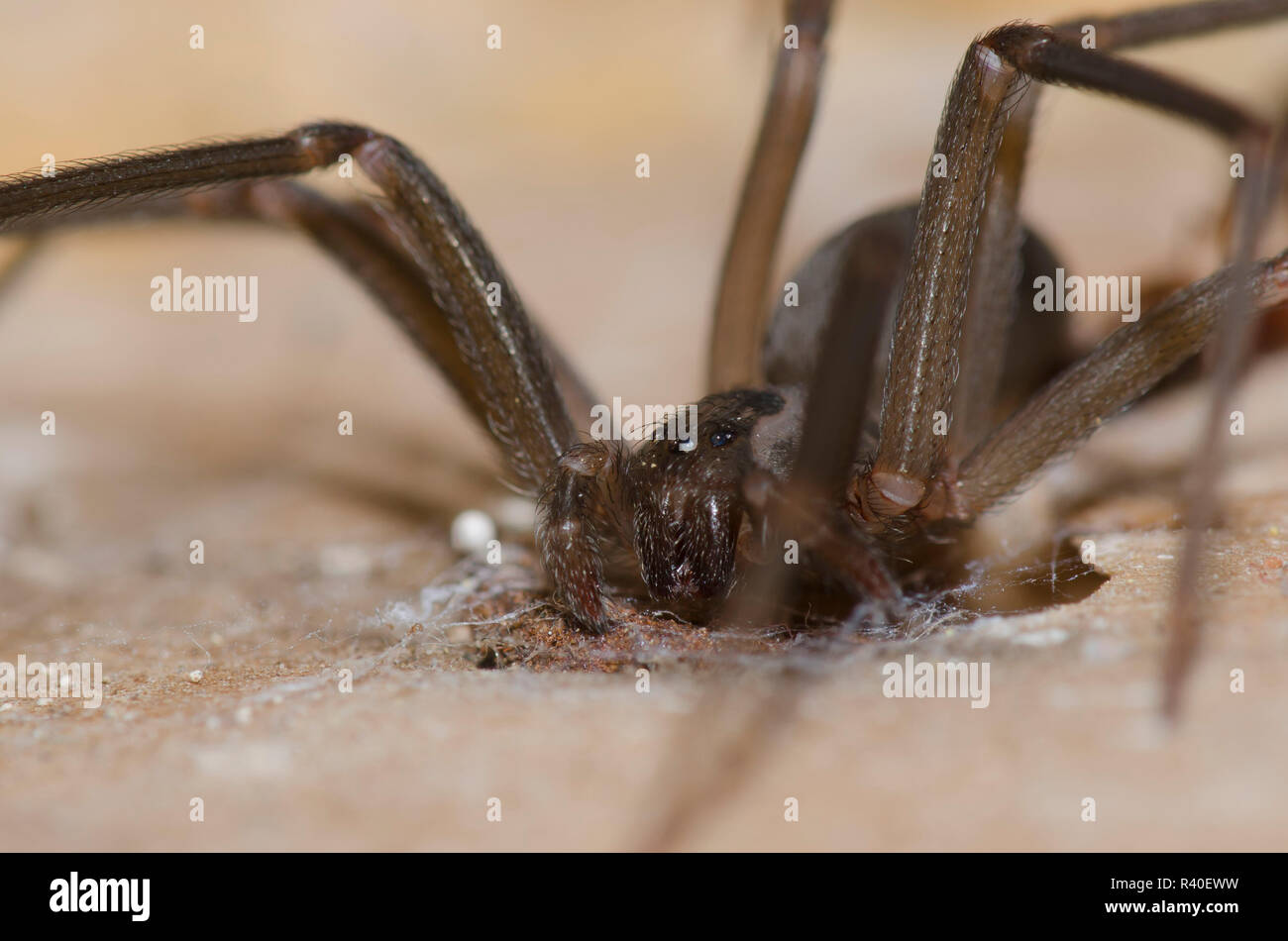 Loxosceles reclusa, recluse brune Banque D'Images