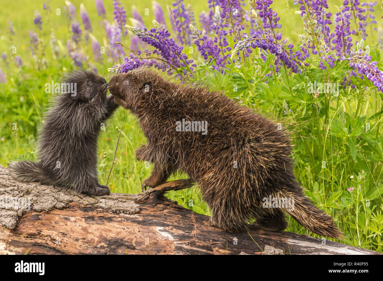 USA (Minnesota), la faune du Minnesota Connexion. Porcupine en captivité et les jeunes adultes sur le journal. Banque D'Images