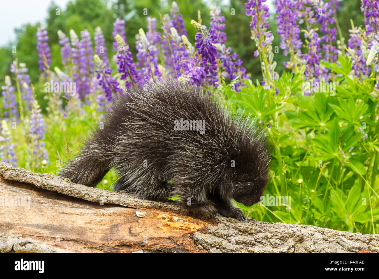USA (Minnesota), la faune du Minnesota Connexion. Les jeunes captifs sur porcupine log. Banque D'Images