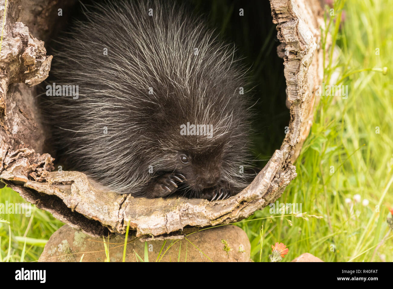 USA (Minnesota), la faune du Minnesota Connexion. Les jeunes captifs harde dans un journal. Banque D'Images