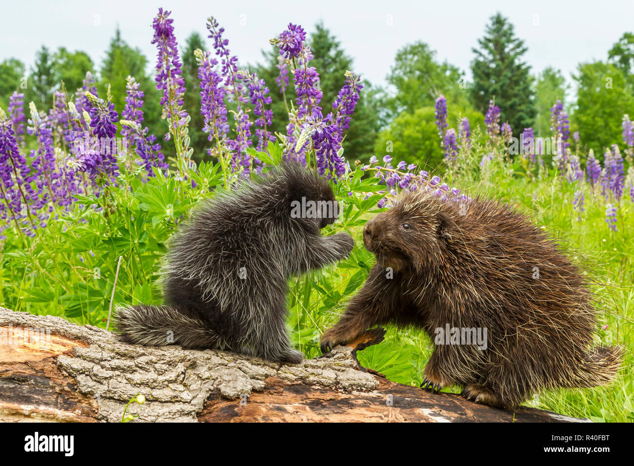USA (Minnesota), la faune du Minnesota Connexion. Porcupine en captivité et les jeunes adultes sur le journal. Banque D'Images